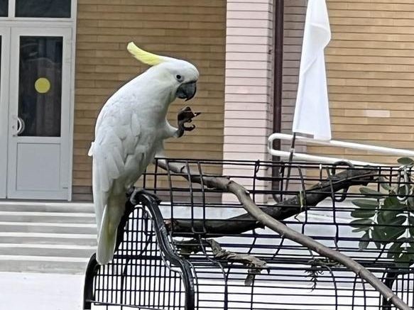 Самый известный попугай Зарайска побывал в гостях у детсадовцев